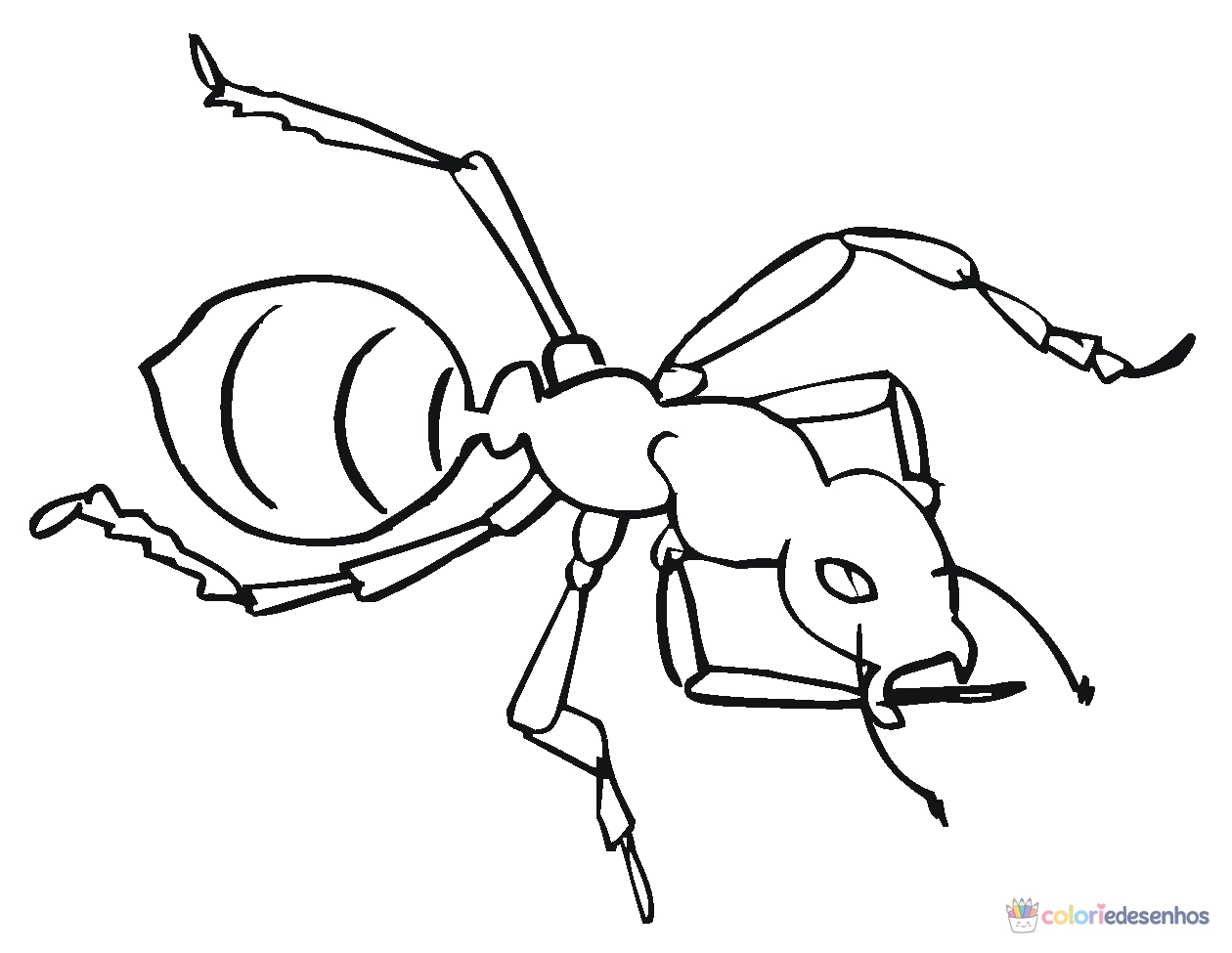 Desenhos de Formigas para colorir